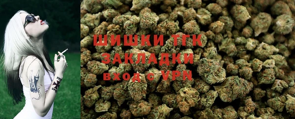 индика Ельня